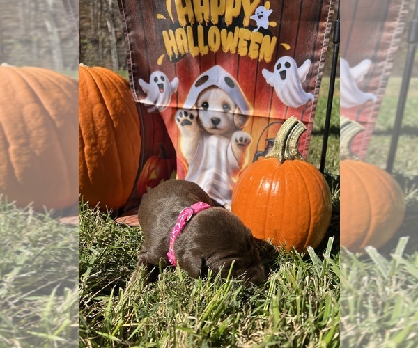 Medium Photo #3 Labrador Retriever Puppy For Sale in NEOLA, WV, USA