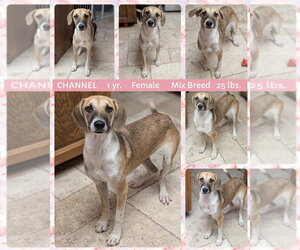 Beagle-Unknown Mix Dogs for adoption in Mesa, AZ, USA