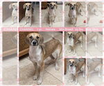 CHANNEL - Female Beagle-Unknown Mix Dog for Adoption - Small photo