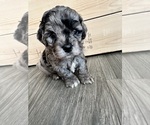 Puppy Puppy 3 Cockapoo