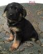 Small Photo #17 German Shepherd Dog Puppy For Sale in COLETA, IL, USA