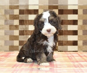Bernedoodle (Miniature) Puppy for sale in DENVER, PA, USA