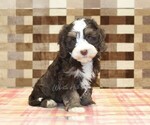 Small Bernedoodle (Miniature)
