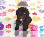 Dexter - Male Cockapoo (Toy)-Poodle (Toy) Mix Puppy for Sale - Photo #7