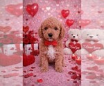 Small Photo #104 Goldendoodle (Miniature) Puppy For Sale in GASTONIA, NC, USA