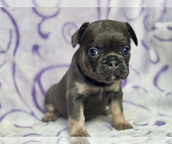 Medium Photo #2 French Bulldog Puppy For Sale in NEWTON, NJ, USA