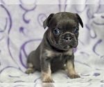 Small #1 French Bulldog