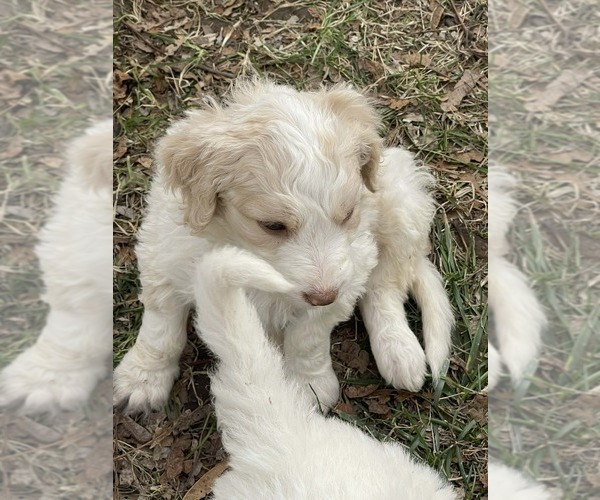 Medium Photo #5 Goldendoodle Puppy For Sale in ELLISGROVE, IL, USA