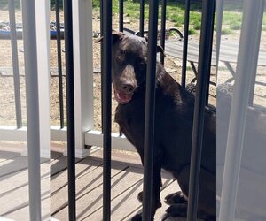 Labrador Retriever-Unknown Mix Dogs for adoption in Garden City, NY, USA
