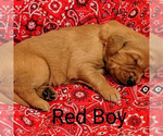 Puppy Red boy Golden Retriever