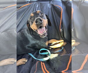 Rottweiler-Unknown Mix Dogs for adoption in Hillsboro, NH, USA