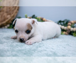 Small Photo #23 Chihuahua-Chorkie Mix Puppy For Sale in FREDERICKTOWN, OH, USA