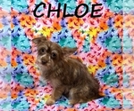 Image preview for Ad Listing. Nickname: Chloe
