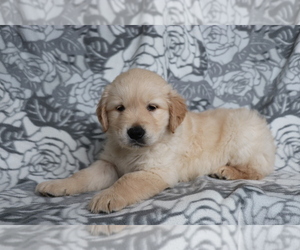 Golden Retriever Puppy for sale in SHILOH, OH, USA