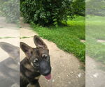 Small #3 German Shepherd Dog-Norwegian Elkhound Mix