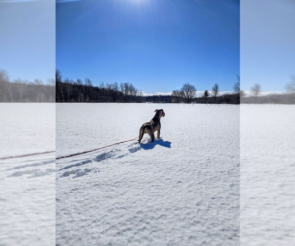 Medium Photo #15 Mutt Puppy For Sale in Gloversville, NY, USA