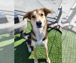 German Shepherd Dog-Unknown Mix Dogs for adoption in Lathrop, CA, USA