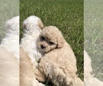 Small Photo #7 Maltipoo Puppy For Sale in OCALA, FL, USA