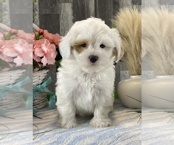Medium Photo #5 ShihPoo Puppy For Sale in CANOGA, NY, USA