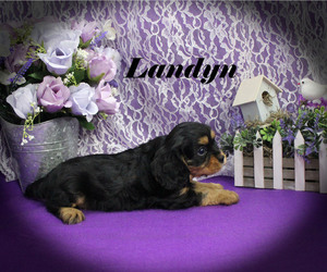 Cavalier King Charles Spaniel Puppy for sale in CHANUTE, KS, USA