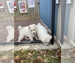 Small Photo #10 Miniature American Eskimo Puppy For Sale in PENSACOLA, FL, USA