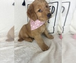 Small #2 Golden Retriever