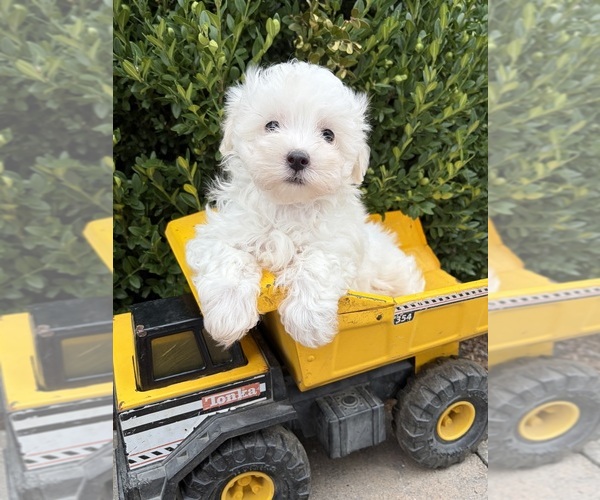 Medium Photo #4 Maltese Puppy For Sale in MIDDLEBURY, IN, USA