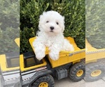 Fenton - Male Maltese Puppy for Sale - Photo #4