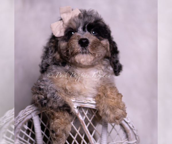 Medium Photo #25 Poodle (Miniature) Puppy For Sale in WARSAW, IN, USA