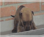 Small #5 Rottweiler Mix
