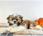 Small #4 Shih Tzu