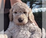 Small Photo #1 Goldendoodle-Poodle (Standard) Mix Puppy For Sale in LEHIGHTON, PA, USA
