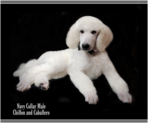 Medium Photo #5 Poodle (Standard) Puppy For Sale in MANCHESTER, MI, USA