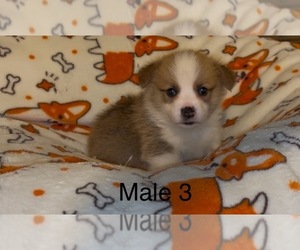 Pembroke Welsh Corgi Puppy for sale in GUTHRIE, KY, USA