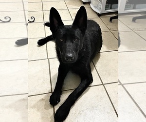 Mother of the German Shepherd Dog puppies born on 06/18/2025