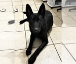 Small Photo #1 German Shepherd Dog Puppy For Sale in BOKOSHE, OK, USA