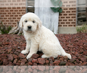 Medium English Cream Golden Retriever