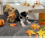 Small Photo #6 Schnauzer (Miniature) Puppy For Sale in PORTLAND, OR, USA