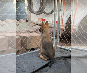 Drive Thru litter, Jimmy - located in UT - Male Mutt Dog for Adoption - Photo #2