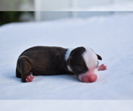 Small #1 Miniature Australian Shepherd