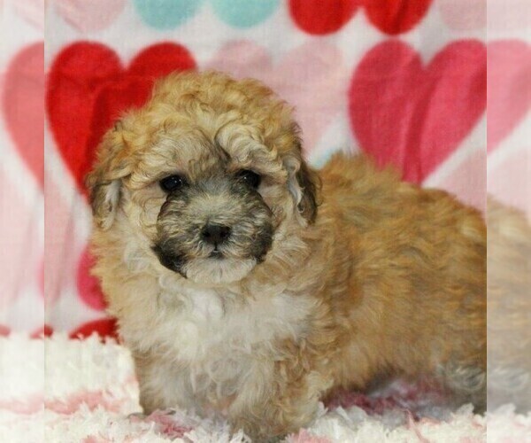 Medium Photo #1 Havanese Puppy For Sale in DANVILLE, PA, USA