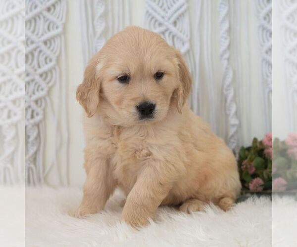 Medium Photo #4 Golden Retriever Puppy For Sale in NEWPORT, PA, USA