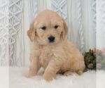 Small #3 Golden Retriever