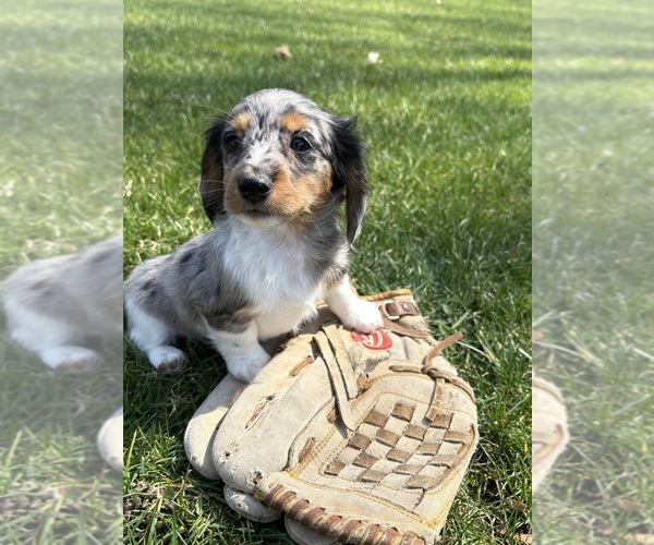 Medium Photo #1 Dachshund Puppy For Sale in MIDDLEBURY, IN, USA