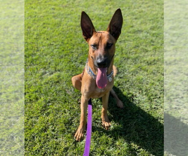Medium Photo #6 Mutt Puppy For Sale in Dana Point, CA, USA