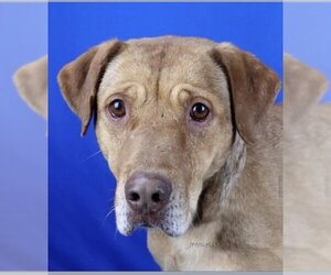 Labrador Retriever-Unknown Mix Dogs for adoption in Stratham, NH, USA