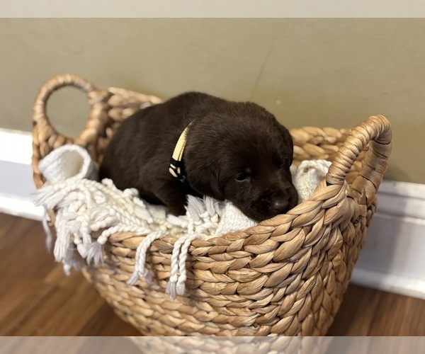 Medium Photo #18 Labrador Retriever Puppy For Sale in INDIANAPOLIS, IN, USA