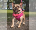 Small #4 French Bulldog