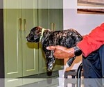 Small Photo #26 Presa Canario Puppy For Sale in PHILADELPHIA, PA, USA