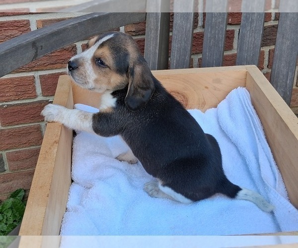 Medium Photo #18 Beagle Puppy For Sale in BLAIRSVILLE, GA, USA